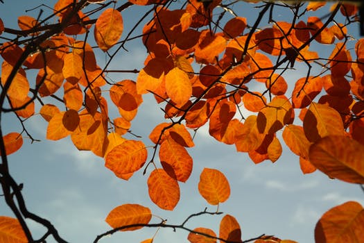 autumn-leaves-orange